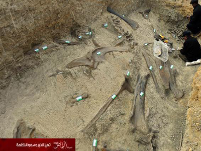 اكتشاف حفريات من 160 مليون سنة بالصين