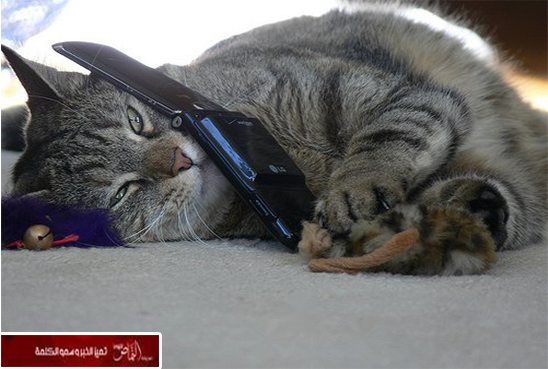 قط أزعجه رنين الهاتف.. يتصل بالشرطة