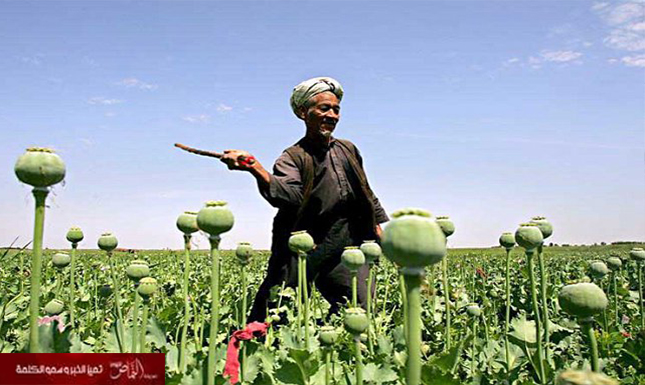 محصول الأفيون يسجل مستوى قياسي في أفغانستان