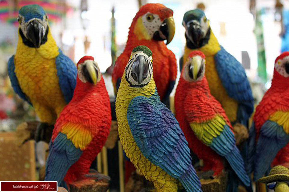 لصوص يسرقون 400 ببغاء من منزل مالكها
