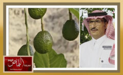 مزرعة الأفوكادو .. تنتج ثمارها لأول مرة بمحافظة النماص