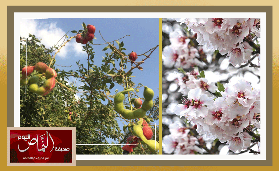 أزهار اللوز تكسو  .. محافظة النماص في لوحة شتوية خلابة