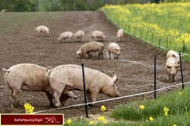 مافيا إيطالية تطعم رجلاً حياً للخنازير