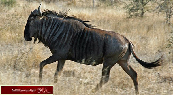 الجفاف يوقف هجرة حيوان «النو» البري بين تنزانيا وكينيا