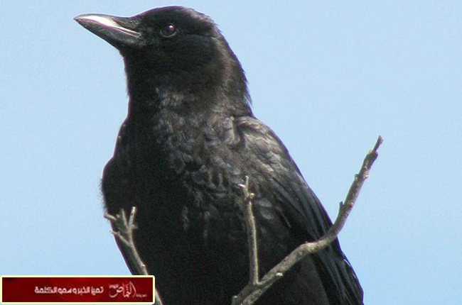 الغربان تضاهي القردة ذكاءً