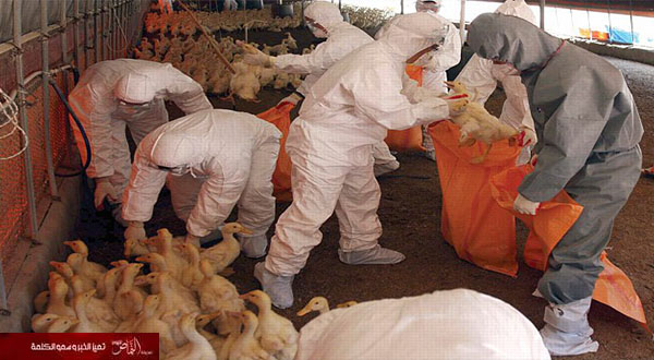 إنفلونزا الطيور تقضي على 20 ألف بطة في كوريا الجنوبية