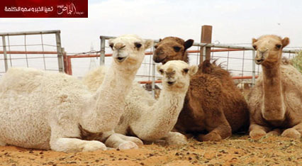 أستاذ في علم البيئة .. 74 في المائة من الإبل في المملكة مصابة بفيروس كورونا ولدي جميع الإثباتات والأدلة