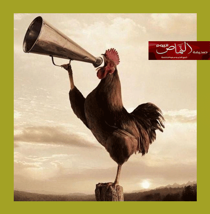الديوك الأنيقة …. بوق التعصب الرياضي للكاتب أ. مشبب الشهري