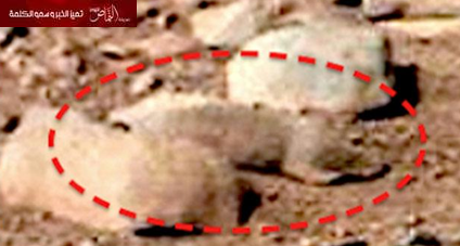 بالصور .. جدل عارم .. حيوان قارض على سطح المريخ؟