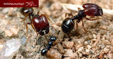 الرعب يجتاح مدينة “ميونيخ” خوفا من غزو النمل