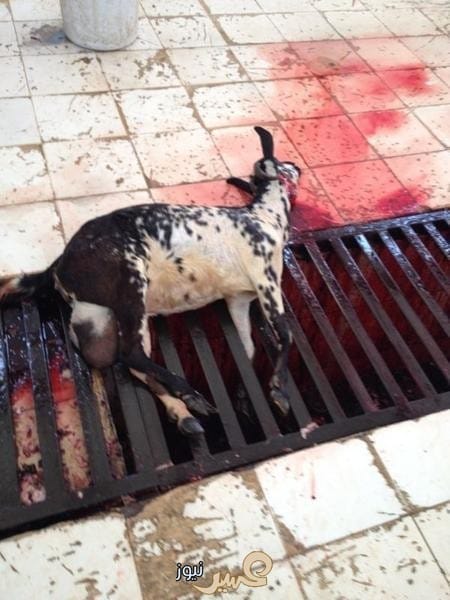 اغلاق ملحمة قامت بذبح أغنام في مسلخ خاص