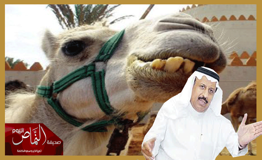 جابر الشهري .. وجود فيروس كورونا في دماء الأبل ليس موثوق