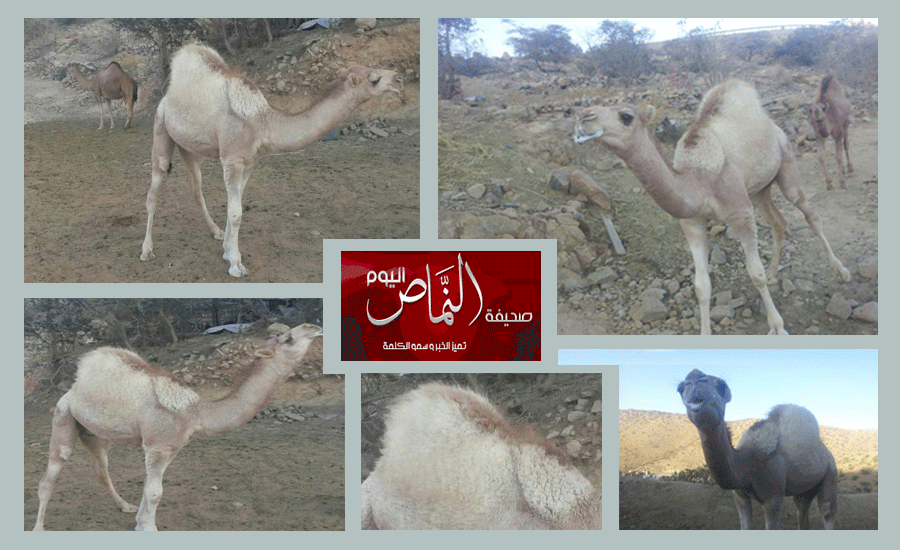   القعود همام بمحافظة النماص .. من سلالة الفحل تمام لهيف بن عبود القحطاني