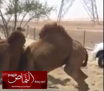 الشرطه تفرق بين جملين متصارعين على طريق الملك فهد