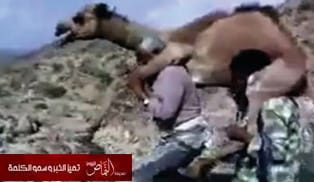 بالفيديو : 190 ألف مشاهدة لـ « حاملي الجمل »
