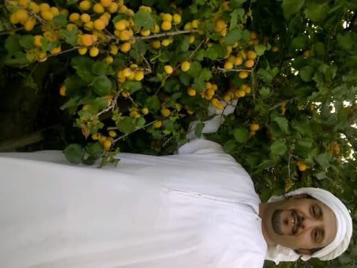 بدء حصاد المشمش في مزارع محافظة النماص بعد موسم ممطر