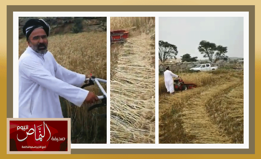 استخدام ألآت الحصاد الحديثة يساعد في انتشار زراعة البُر بمحافظة النماص