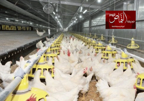 ثلاثة مشاريع إنتاجية كبرى للدواجن المحلية