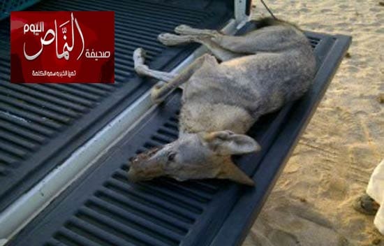 فتك بأغنامهم فقتلوه دعساً بسياراتهم