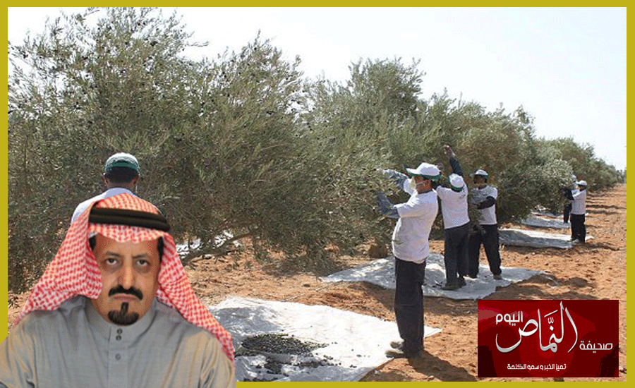 العمري .. المملكة تنتج 25% من حجم احتياجات سوق الزيتون
