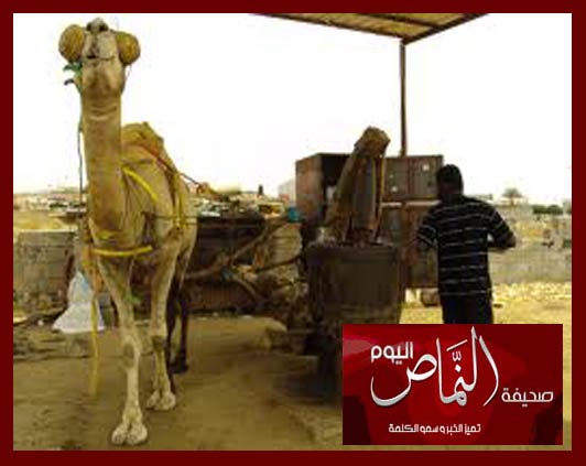 معاصر السمسم ترفض التقاعد .. وعاصِروه راهنوا على البقاء