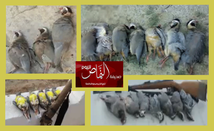 بمحافظة النماص .. الصيد الجائر يقضي على الطيور البرية، مع ضعف رقابة هيئة الحياة الفطرية وإنمائها