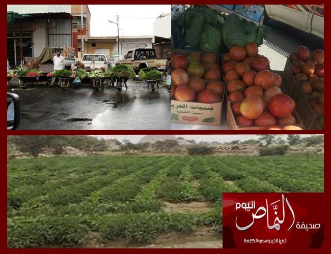 العمري .. طماطم بطعم الكلور في أسواق العلاية