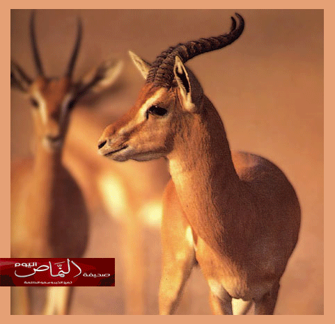 الحبر الأحمر قطرات وآلام – للكاتب أ. نواف شليويح العنزي
