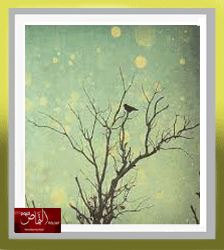 النماص .. غصن يجفف الذاكرة – بقلم الكاتب أ. مبارك سعد الشهري