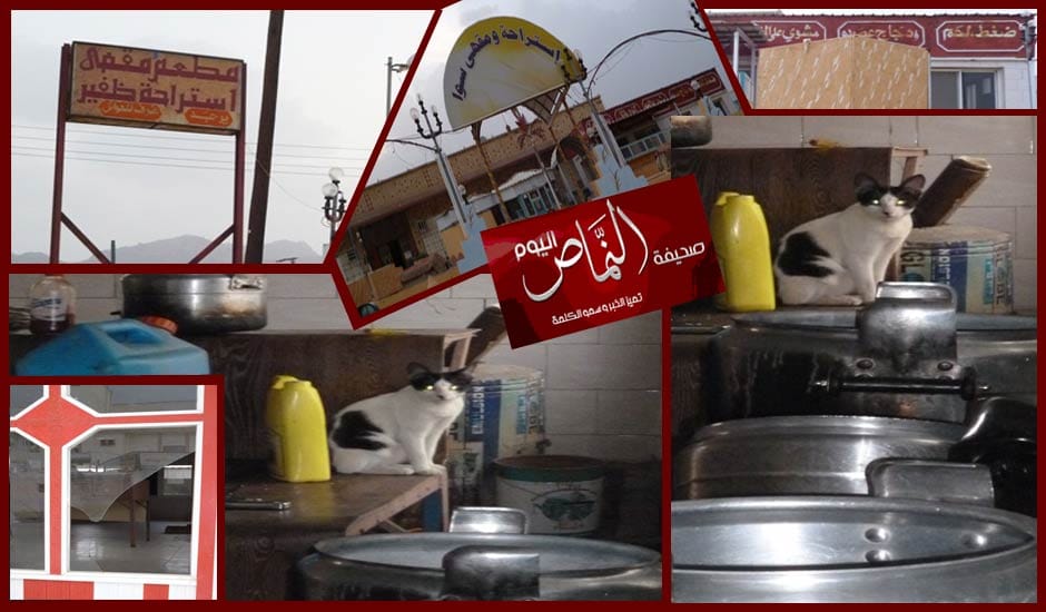 القطط تشرف على ” مطعم شهير ” بالعرضية الشمالية