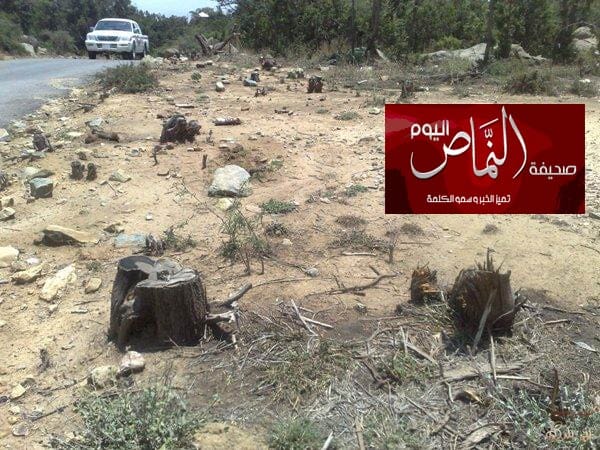 ظاهرة تفشي حرق الأشجار وقطعها .. بين ضعف الوعي وإنعدام الرقابة