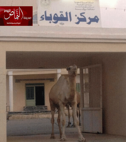 ببني عمرو البادية .. الإبل السائبة تزور مركز القوباء
