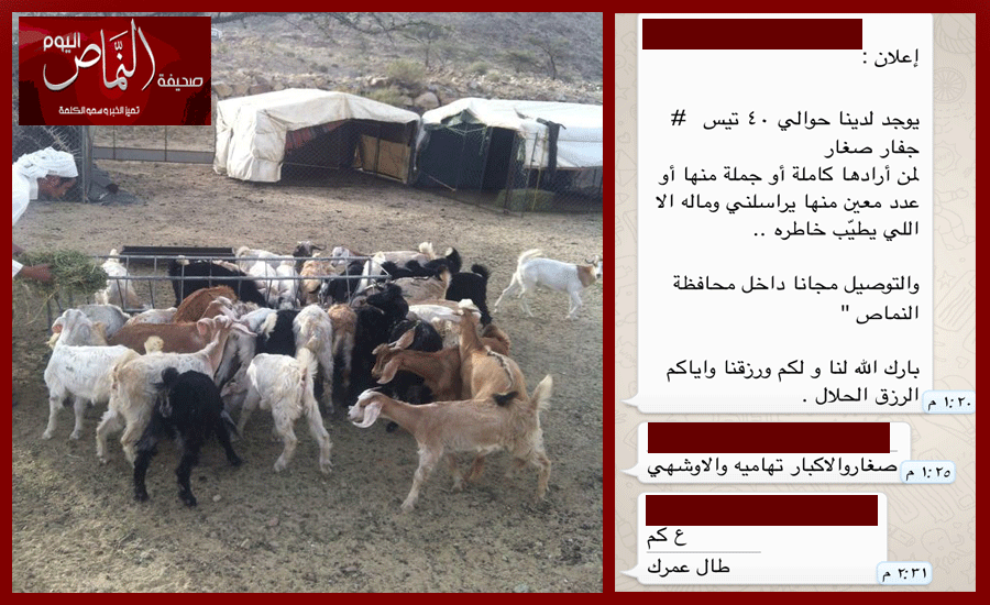 العمري .. يرعي أغنامة في البادية ، ويستخدم ( الواتس أب ) في بيعها