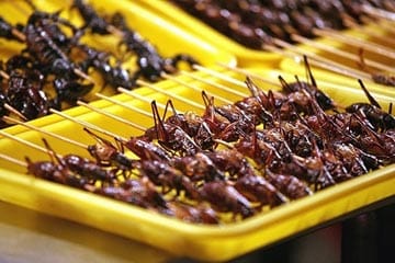 وفاة آكل الحشرات بعد فوزه بدقائق