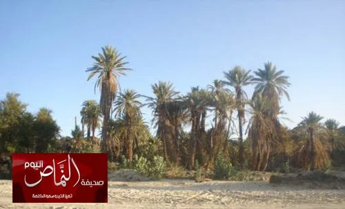تحسن زراعة وإنتاج النخيل بالقوباء ( بادية بني عمرو )