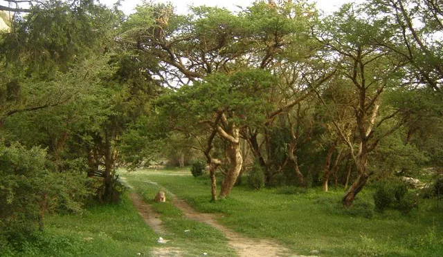 السواح والمصطافين يستمتعون بأجواء النماص